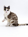 Domestic Cat, Chocolate-Tortoiseshell Looking up after Licking Paw