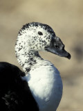 South American Comb Duck