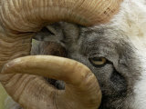 Close-Up of Gotland Sheep, Ram's Horn, Sweden