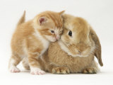 Domestic Kitten (Felis Catus) Next to Bunny, Domestic Rabbit