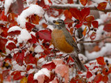 American Robin, Female Feeding in Black Hawthorn, Grand Teton National Park, Wyoming, USA