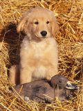 Golden Retriever Puppy with Decoy Duck, USA