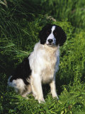 English Springer Spaniel Dog Sitting, Wisconsin, USA