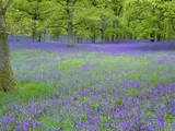 Bluebells Flowering in Beech Wood Perthshire, Scotland, UK
