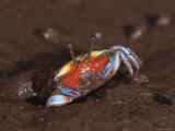Fiddler Crab, Busuanga Island, Philippines