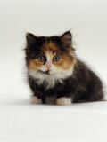 Domestic Cat, 8-Week Tortoiseshell and White Chinchilla-Cross Kitten
