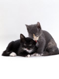 Domestic Cat, Blue Cream Kitten Washing Her Brother's Ear