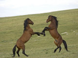 Mustang / Wild Horse, Two Stallions Fighting, Montana, USA Pryor Mountains Hma