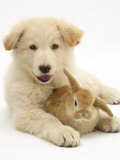 Domestic Puppy (Canis Familiaris) with Bunny