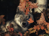Grey Wolf Portrait with Autumn Leaves, USA