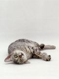 Domestic Cat, Silver Egyptian Mau Rolling