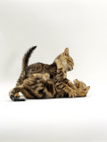 Domestic Cat, 11-Week, Brown Marble and Spotted Bengal Kittens, Play Fighting