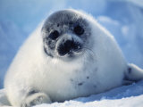 Harp Seal Pup on Ice at Start of Moult, Magdalen Is, Canada, Atlantic
