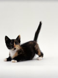 Domestic Cat, Playful Tortoiseshell Kitten