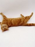 Domestic Cat, British Shorthair Red Tabby Female Rolling on Back