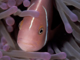 Buy Orange Skunk Clownfish in Anemone, Indo-Pacific at AllPosters.com