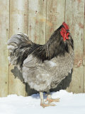 Blue Orpington Domestic Chicken, in Snow, USA
