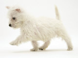 West Highland Terrier Puppy (Canis Familiaris) Walking