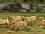 Domestic Dogs, Labrador Puppies Running