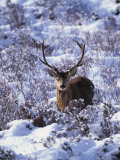 Red Deer Stag, Amongst Snow-Covered Birch Regeneration, Scotland, UK