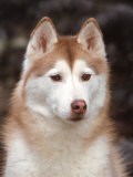 Siberian Husky Portrait, USA