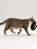 Buy Domestic Cat, Tortoiseshell Mother Carrying / Moving Kitten at AllPosters.com
