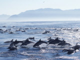 Large School of Common Dolphins Feed on Sardines, False Bay, W Cape, S Africa (Delphinus)