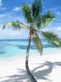 Beach with Coconut Palm (Cocos Nucifera) La Digue, Seychelles