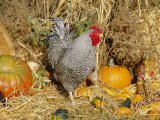 Dominique Breed of Domestic Chicken, Cock with Vegetables., USA