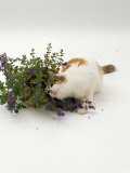 Buy Domestic Cat, Tortoiseshell-And-White Rubbing Herself on Flowering Catmint / Catnip at AllPosters.com
