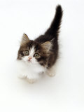 Looking Down on Domestic Cat, 7-Week Tabby and White Persian-Cross Kitten Looking Up