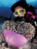 Buy Diver with False Clown Anemonefish, in Anemone at AllPosters.com
