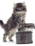 Domestic Kitten (Felis Catus) on Basket with Another Kitten Inside It