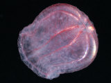 Buy Comb Jelly (Beroe Cucumis), Deep Sea Atlantic Ocean at AllPosters.com