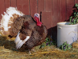 Bourbon Red Breed of Domestic Turkey, Male, USA