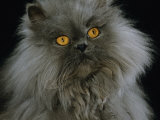 Domestic Cat, Blue Persian Longhair