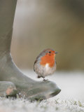 Robin Perched on Boot, UK