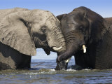 Two African Elephants Playing in River Chobe, Chobe National Park, Botswana