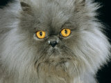 Domestic Cat, Blue Persian Longhair