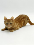 Domestic Cat, Ginger Tabby Female