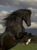 Buy Black Peruvian Paso Stallion Rearing, Sante Fe, NM, USA at AllPosters.com
