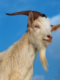Domestic Goat Head Portrait, Europe