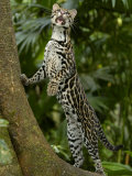 Ocelot (Felis / Leopardus Pardalis) Amazon Rainforest, Ecuador