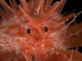 Buy (Neolithodes Sp) a Benthic, Deep Sea Crab., Deep Sea Atlantic Ocean at AllPosters.com