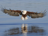 African Fish Eagle Fishing, Chobe National Park, Botswana