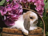 Buy Holland Lop Eared Rabbit in Basket, USA at AllPosters.com