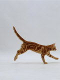 Domestic Cat, Red Tabby Kitten Running Profile