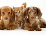 Miniature Long-Haired Dachshund Puppies with British Shorthair Red Tabby Kitten