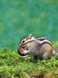 Buy Siberian Chipmunk at AllPosters.com