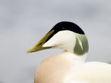 Male Eider Duck, Head Profile, Northumberland, UK
